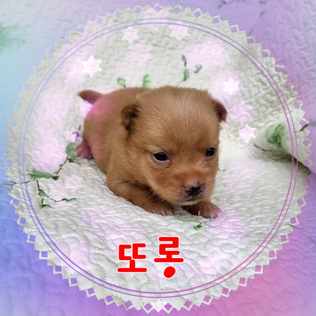 군산유기동물보호센터_445467202301221